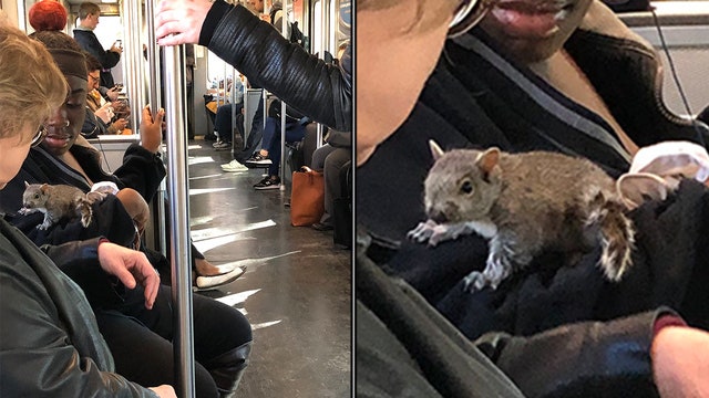 Squirrel snuggles with subway riders in Boston