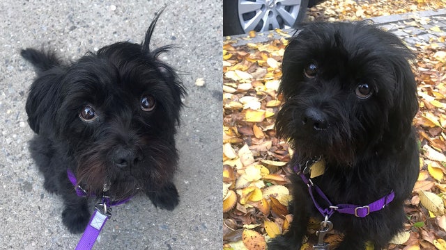 The science behind those sad puppy dog eyes