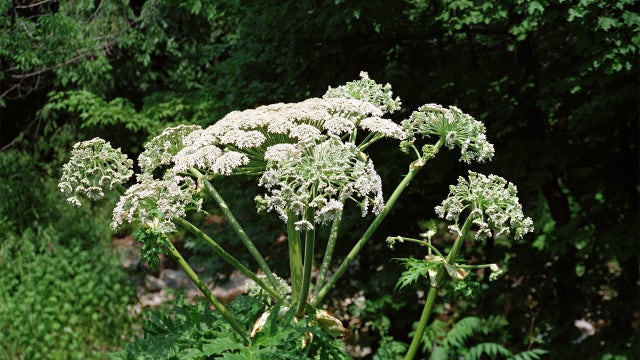 Why you should not touch the giant hogweed plant