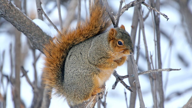 Squirrels 'declare war' on maple syrup makers in Northeast