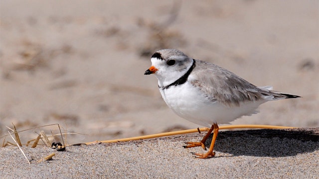 Sandy Hook beach concerts canceled over protected birds