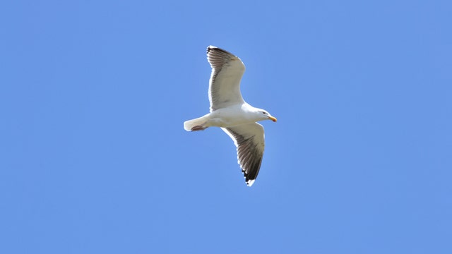 Man fined $124 for kicking seagull that ate his burger