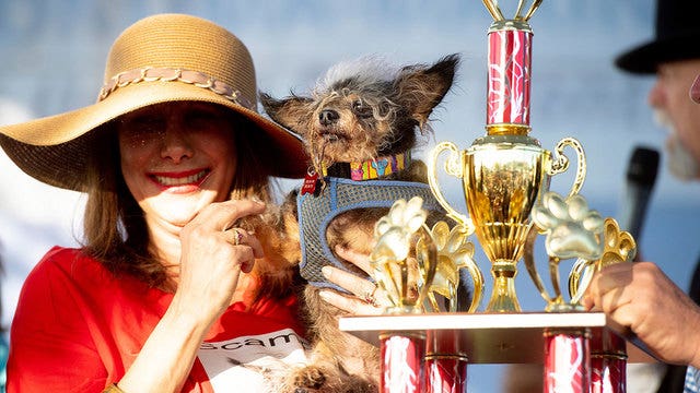 Scamp the Tramp wins World's Ugliest Dog Contest