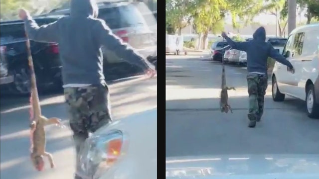 Iguana stunned by cold moved to safety