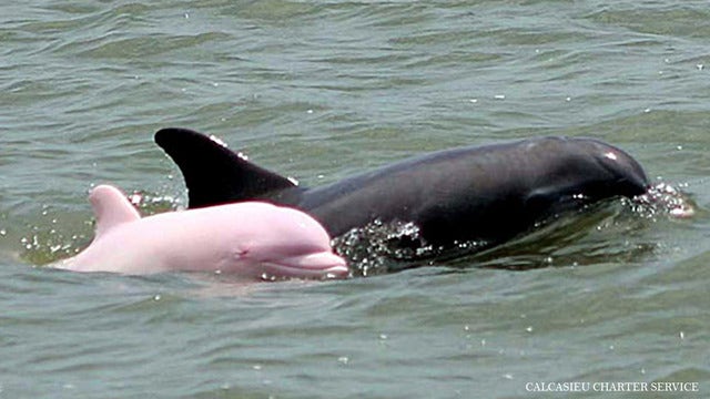 ‘Pinky' Louisiana's rare dolphin is said to be a mom to a pink baby dolphin