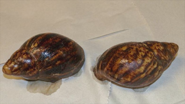 Agents seize snails in luggage at Atlanta's airport