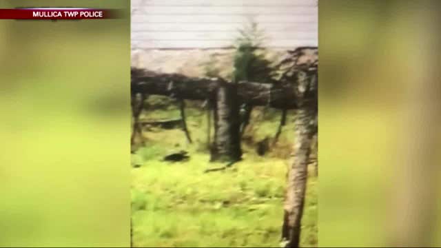 New Jersey cops search for alligator on the loose