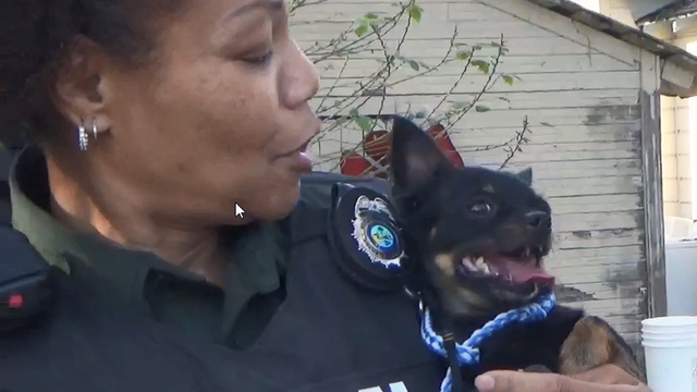 Animal control officers save Chihuahua trapped in car's dashboard