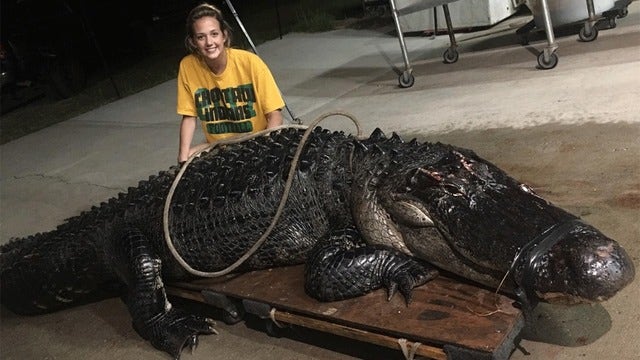 Massive alligator captured crossing road