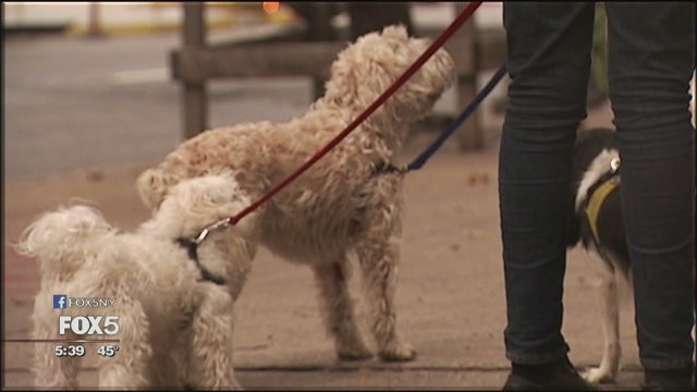 Why suing over your dog's death is costly and difficult