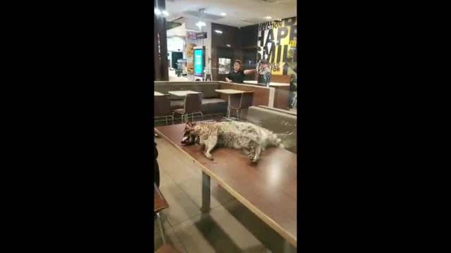 Video shows man with dead raccoon carcass on McDonald's table