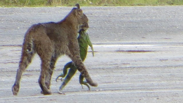 Photo of bobcat preying on full-grown iguana because this is Florida