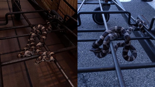 Shopper finds snake hanging onto supermarket cart