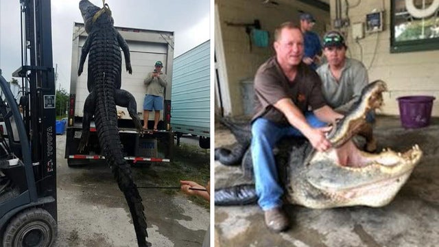 Giant alligator nabbed in Florida panhandle weighs nearly 1,000 pounds