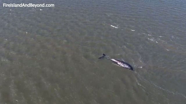 Vigil held for euthanized humpback whale stuck in Long Island bay