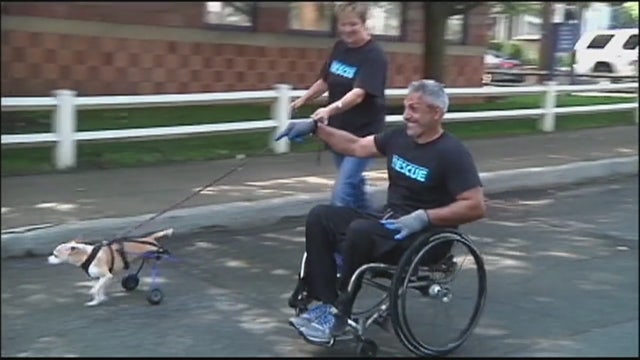 Man wheelchairs across Long Island to help animals