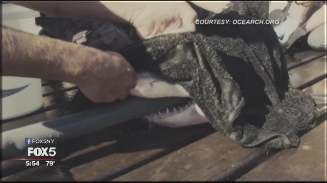 Scientists excited by discovery of shark nursery off Long Island
