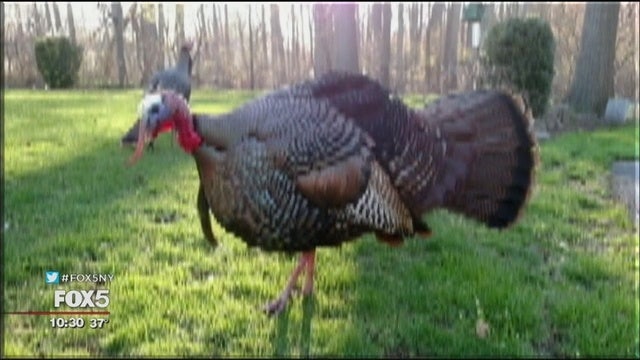 Man fights ticket for turkey who moved into yard