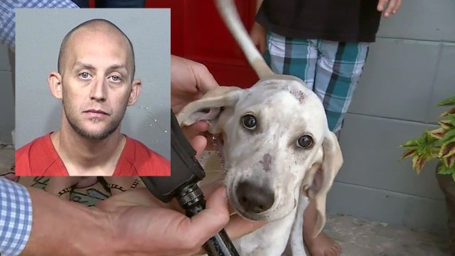 Florida man accused of biting dog