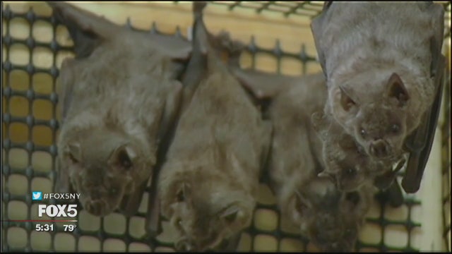 Long Island town uses bats to fight Zika