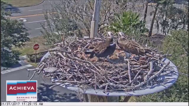 St. Pete credit union helps rebuild osprey nest