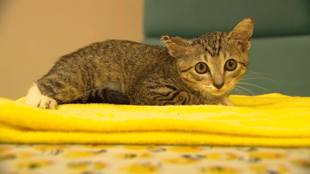 Kittens being tossed from cars in Florida county