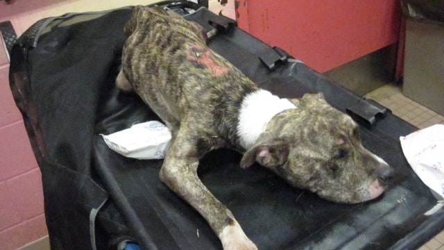 Nassau DA: Dog starved to death