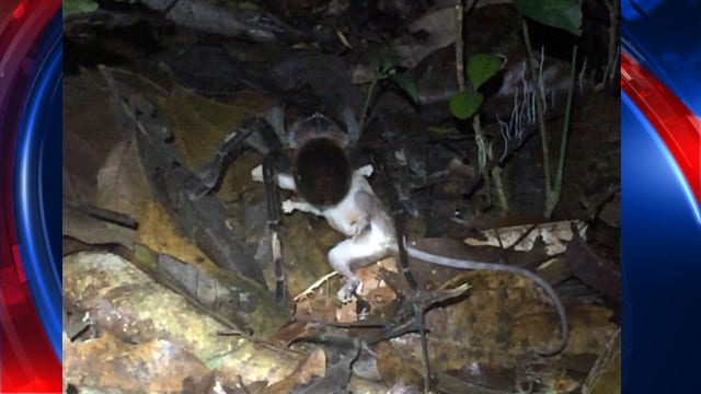 UM researchers film "dinner plate-sized spider" hunting opossum, other animals