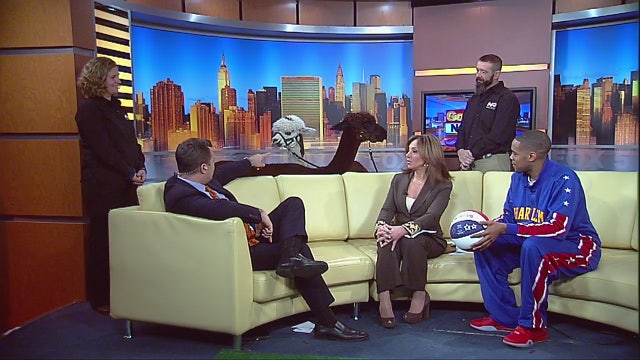 Globetrotters and alpacas team up on Giving Tuesday
