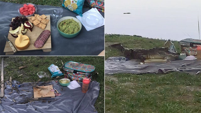 Alligator crashes picnic at University of Florida