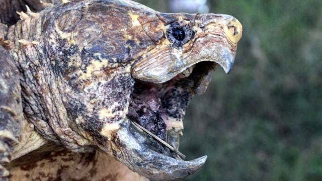 SPCA: Abandoned alligator snapping turtle is dangerous