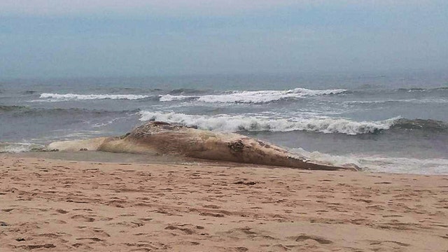 Female fin whale found dead, decomposed on Long Island beach