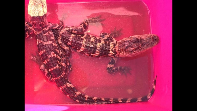 Surrender illegal pets at exotic animal amnesty day on Long Island