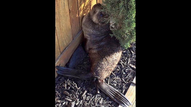 Baby seal found 4 miles from water in San Francisco Bay Area