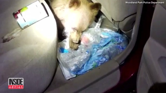 Hungry bear gets stuck in car