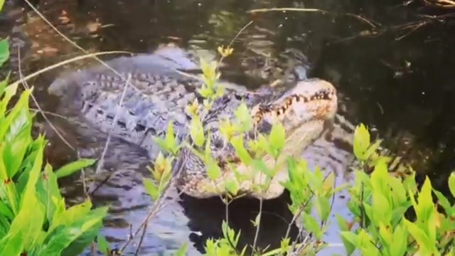 Video: Gators in Florida Everglades spark a bellowing match