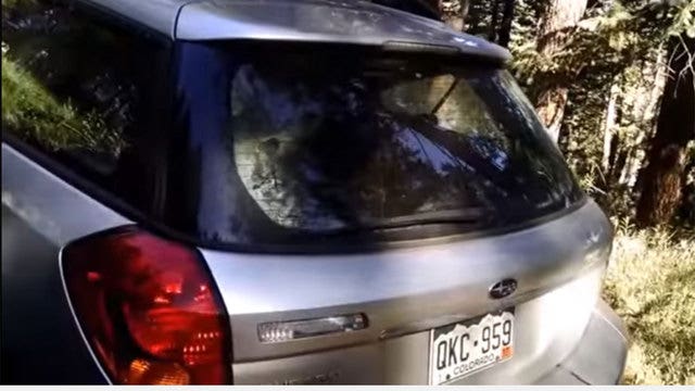 Deputies release bear that got stuck in car