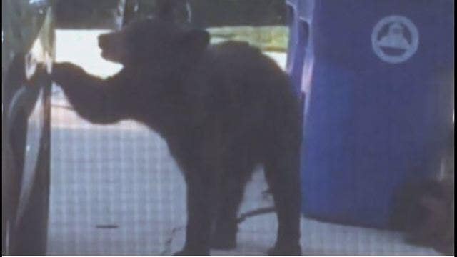 Bear opens door, gets into car