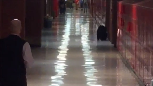 Bear wanders into Montana school