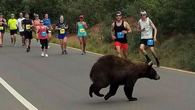 Bear crosses through Colorado race