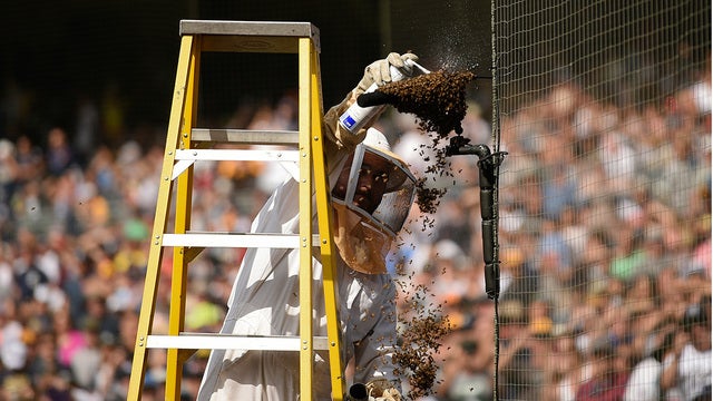 Swarm of bees delays Marlins-Padres game in San Diego