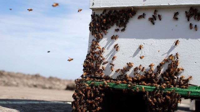 Beekeeper stung by beehive thieves