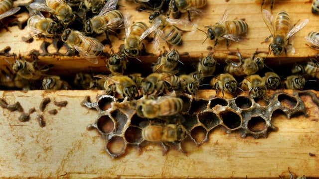 Woman attacked by bees after hive falls on her head