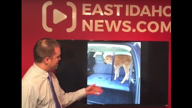 Yellowstone tourists put bison calf in car