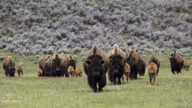 Bison rams couple at Yellowstone National Park