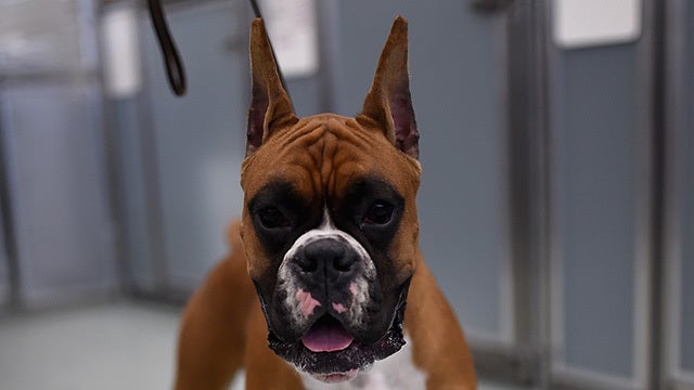 Woman seeks visitation with dog she shared with ex-boyfriend