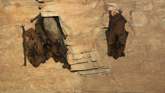 Hundreds of bats force shutdown of fire station
