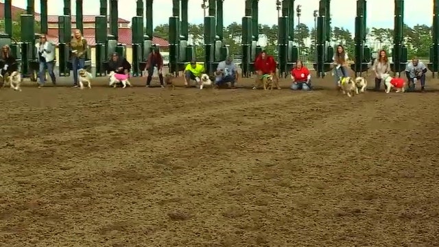Adorable dogs speed down racetrack in Running of the Bulldogs