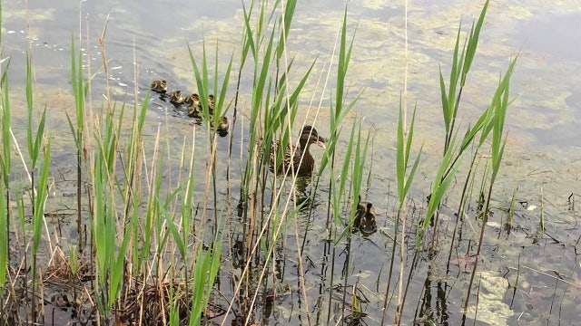 Ducklings rescued from storm drain