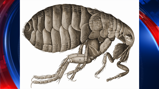 Major flea infestation shuts 2 Oakland schools
